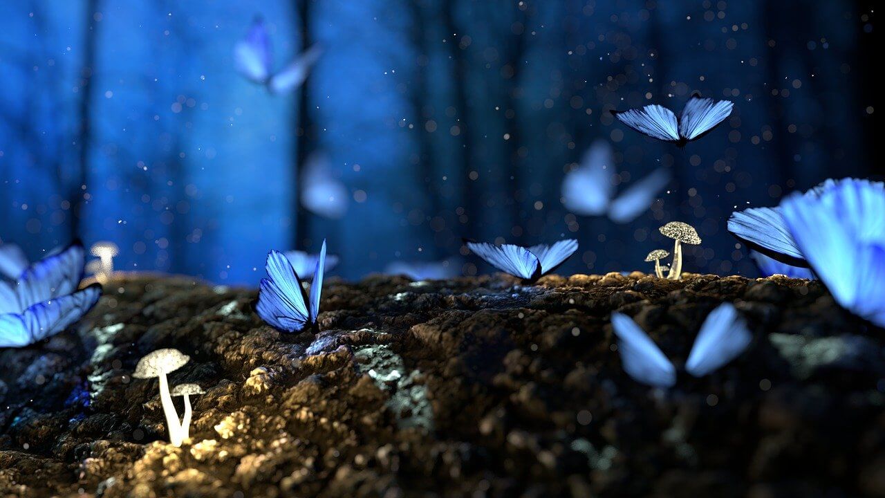 butterfly-Stergo