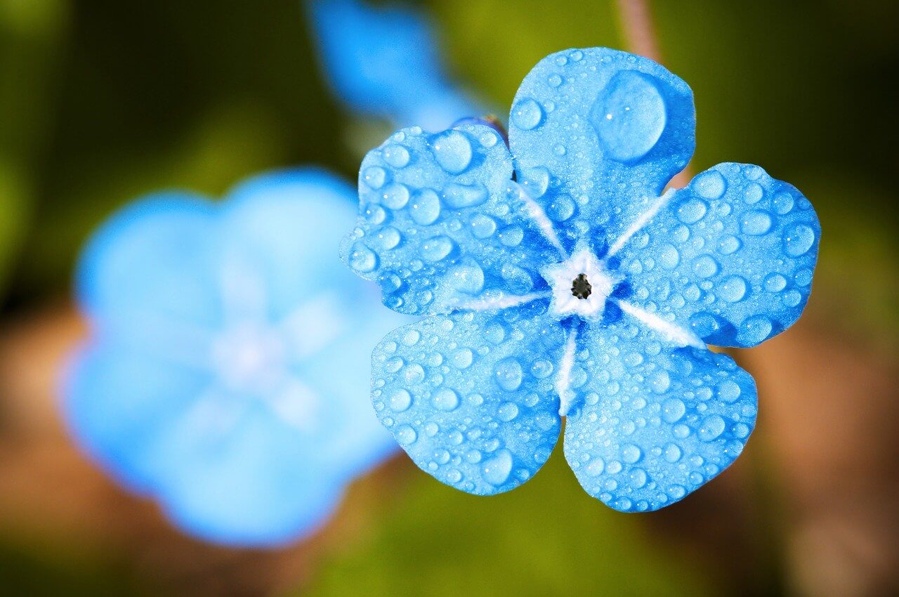 flower-EvgeniT