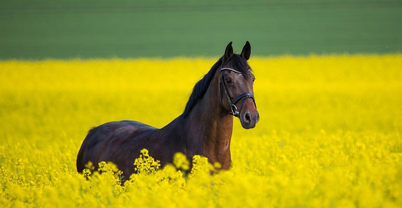 horse-skeeze