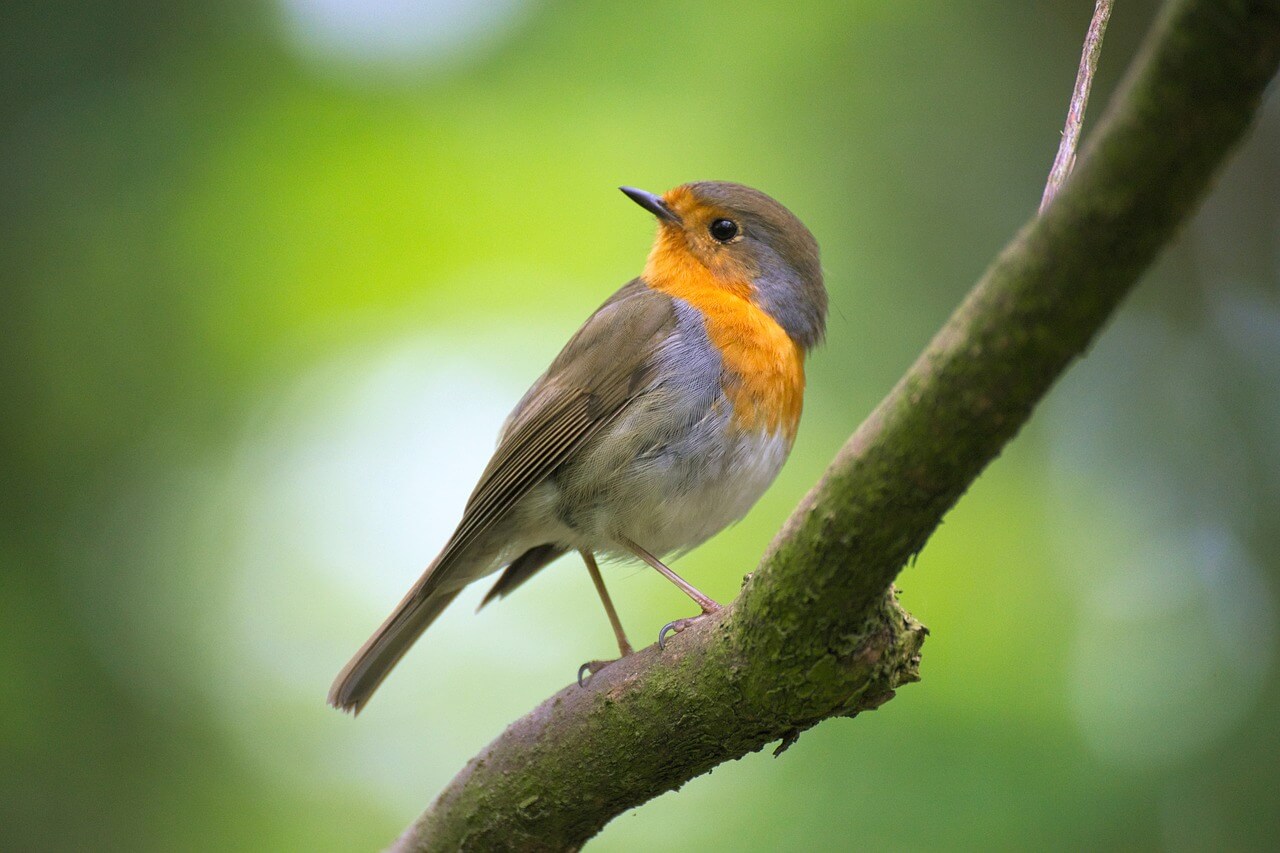 robin-EvgeniT